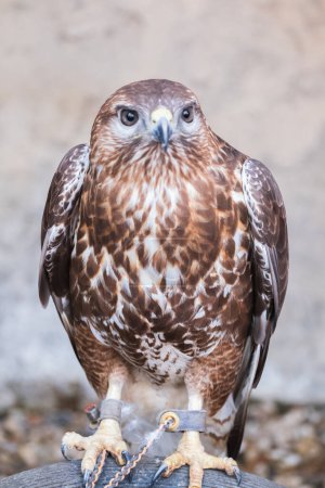 Red shouldered Hawk in zoo caged Buteos or soaring hawks. Buteo lineatus. Bird watching