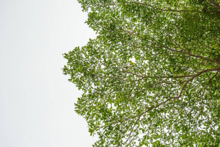Detallada de las ramas del árbol Ketapang kencana con hermosas hojas verdes. Aislado sobre fondo blanco.