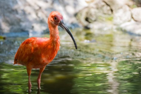 Vibrant Ibis écarlate dans les zones humides tropicales : Moment d'observation des oiseaux exotiques. Ibis écarlate ou Eudocimus ruber est un oiseau national de Trinité-et-Tobago