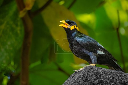 Close up of Common Hill Myna Gracula religiosa intermedia, isolated on nature background. The common hill myna Gracula religiosa and simply known as the hill myna or myna bird,