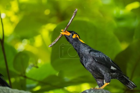 Close up of Common Hill Myna Gracula religiosa intermedia, isolated on nature background. The common hill myna Gracula religiosa and simply known as the hill myna or myna bird,