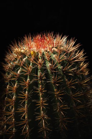 Red Mexican Fire Barrel Cactus. Mexican Fire Barrel Cactus or ferocactus pringlei succulent plant. Ferocactus gracilis, the fire barrel cactus, is a species of Ferocactus from Northwestern Mexico