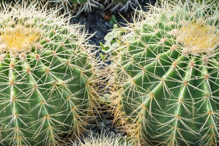 Echinocactus grusonii or Kroenleinia grusonii better known as the golden barrel cactus or golden ball or mother-in-law pillow, is a species of barrel cactus endemic to central-eastern Mexico.