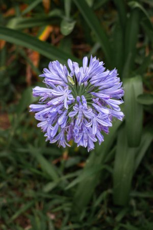 Single Blue lilac agapanthus flower. Agapanthus are commonly known as lily of the Nile, or African lily. Agapanthus is a genus of herbaceous perennials that mostly bloom in summer