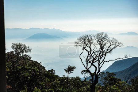 Morning fog over the mountain in Vietnam. Sunrise with fog in early morning and dry lonely tree. Mountains of the rainforest during sunrise. Mountain landscape
