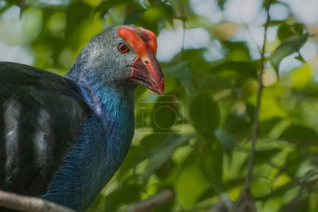 The Purple Swamphen Porphyrio porphyrio is a species of bird in the rail family, Rallidae. It is also known as the African Purple Swamphen or Purple Moorhen.