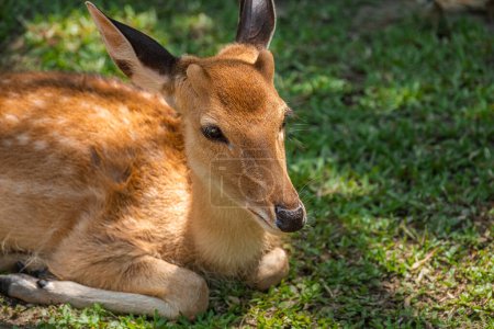 India manchado querido sentado en la hierba relajante. Ciervo chital o cheetal Eje del eje también conocido como ciervo manchado o ciervo del eje.
