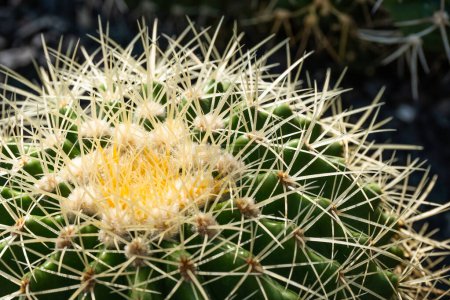 Echinocactus grusonii oder Kroenleinia grusonii, besser bekannt als Goldener Barrel-Kaktus oder Goldener Ball oder Schwiegermutterkissen, ist eine Art von Barrel-Kaktus, die im zentralen Osten Mexikos heimisch ist.