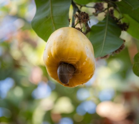 Yellow cashew fruit on the tree. Organic fruit, The Cashew Nut tree. tropical evergreen tree that produces the cashew seed and the cashew apple.
