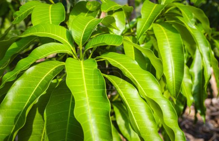 Mangogrüne Blätter und Zweige im Garten an einem sonnigen Tag. Grüne Blätter eines Mangobaums als erfrischender Hintergrund. Indische Mangifera