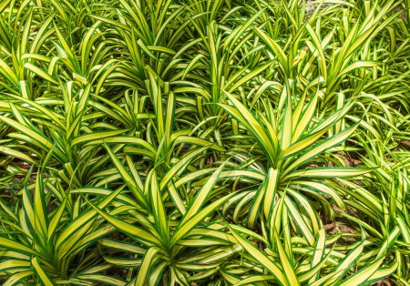 Close up Chlorophytum, Spinnenpflanze Hintergrund. Spinnenefeu, Ribbon-Pflanze. Grüner Garten als Hintergrund. Niemand abstrakt
