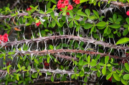 Stems of the beautiful crown of thorns or Christ plant in the foreground with red flower. Red crown of thorns plant with green leaves in a garden. Euphorbia. Flower Euphorbia milii crown of thorns
