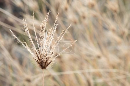 Close up swollen finger grass flower in field, nature abstract background with blurry background. Swollen finger grass, Finger grass flower. Chloris Barbata in the rural tropical grassland