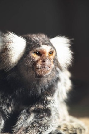Pequeño mono marmoset común vive en América del Sur que se encuentra en Bolivia, Brasil, Colombia, Ecuador, Paraguay y Perú. El marmoset común también llamado marmoset de mechón blanco o marmoset de oreja de mechón blanco