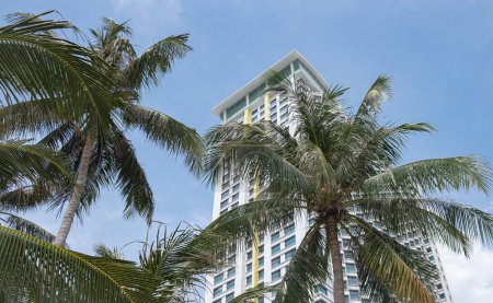 Palm tree with modern skyscraper and clouds in the sky. Coconut tree and condominium building. Coconut palm trees, Hotel, beautiful tropical background, Vacation holiday concept.