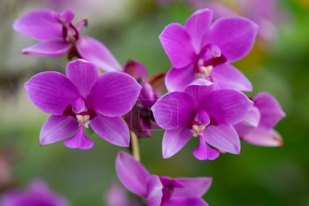 Large purple orchid Spathoglottis plicata Philippine ground orchid is an evergreen, terrestrial plant with crowded pseudobulbs and pink flowers. Tropical plant.