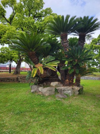 Un exuberante arreglo de palmas de sagú (Cycas revoluta), añadiendo un toque de elegancia tropical a cualquier espacio.