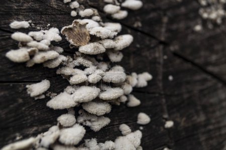 Foto de Las setas blancas crecen en la madera seca. Los hongos blancos son parásitos. Las setas crecen sobre el corte seco del árbol - Imagen libre de derechos