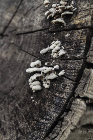 Foto de Las setas blancas crecen en la madera seca. Los hongos blancos son parásitos. Las setas crecen sobre el corte seco del árbol - Imagen libre de derechos