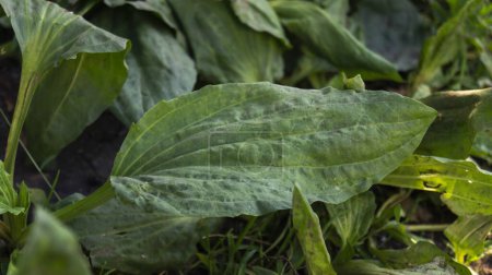 Close-up of plantain leaves. Green plantain leaves. Wild plants. A plant with broad leaves