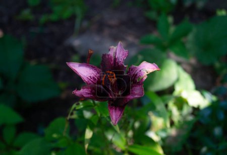 Dunkelrosa Blume in Nahaufnahme. Nahaufnahme einer dunkelrosa Lilie im Schatten