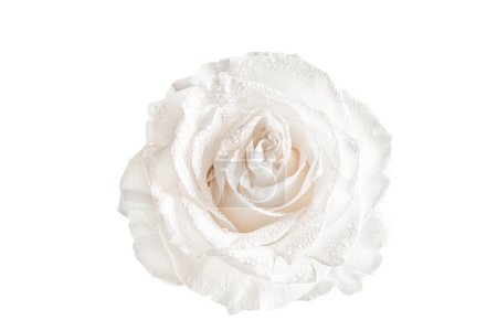Foto de Rosa blanca aislada sobre fondo blanco. - Imagen libre de derechos