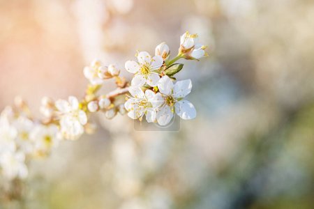 Foto de Primer plano de la rama de flor de cerezo blanco en los rayos de luz. - Imagen libre de derechos