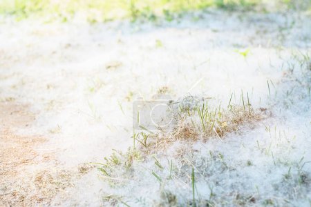 Foto de Pooh de álamo cubrió el suelo, las plantas y la hierba en verano como nieve blanca. - Imagen libre de derechos