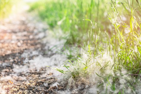 Téléchargez les photos : Ourson de peuplier recouvert le sol, les plantes et l'herbe en été comme la neige blanche. - en image libre de droit