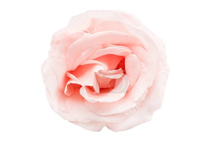 Foto de Hermosa flor rosa rosa suave abierta aislada sobre fondo blanco. - Imagen libre de derechos