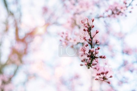 Blossom cherry tree over nature background. Spring pink flowers. Copy space.