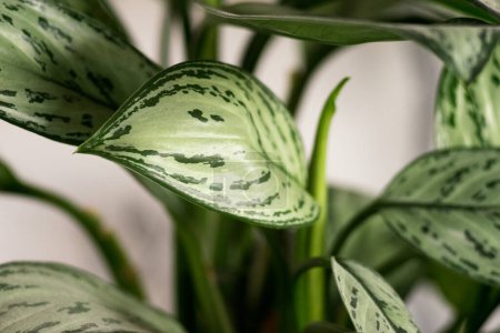 Primer plano de hojas de Aglaonema verde con patrones abstractos de plantas de follaje exuberante. Fondos de pantalla
