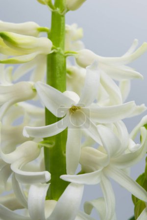 Foto de Flor de jacinto. Vista de cerca de las flores de jacinto blanco sobre un fondo claro - Imagen libre de derechos