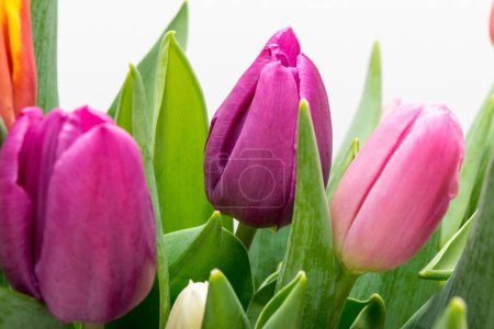 Foto de Tulipanes coloridos cerca, flores de primavera sobre un fondo claro - Imagen libre de derechos