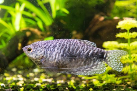 Photo for View of a marbled gourami aquarium fish in closeup - Royalty Free Image