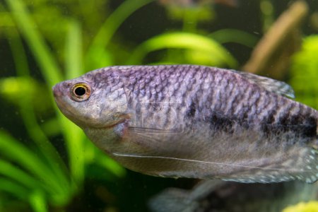 Foto de Vista de un pez del acuario gourami de mármol en primer plano - Imagen libre de derechos