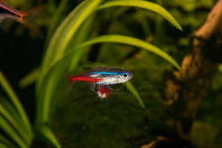Foto de Neón innesa peces de acuario sobre un fondo de plantas verdes - Imagen libre de derechos