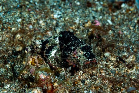 Foto de Devil scorpionfish scorpaenopsis diabolus - Imagen libre de derechos