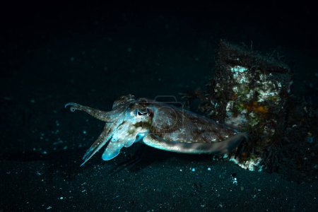 Photo for Broadclub cuttlefish Sepia latimanus - Royalty Free Image