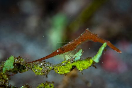 Photo for Ocellated tozeuma shrimp Tozeuma lanceolatum - Royalty Free Image