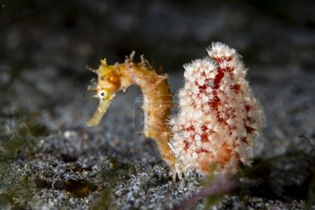 Photo for Thorny Seahorse Hippocampus histrix - Royalty Free Image