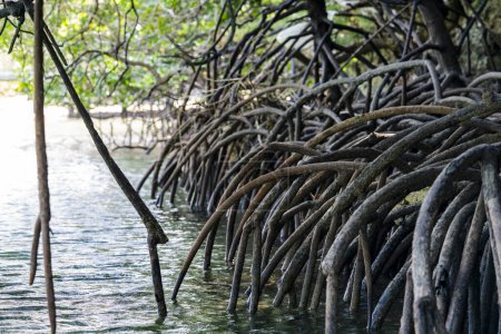 Photo for Mangrove trees, belonging to the Rhizophoraceae family, thrive in coastal ecosystems with their unique adaptations. These halophytes feature aerial roots that facilitate oxygen intake, essential for survival in waterlogged soils. - Royalty Free Image