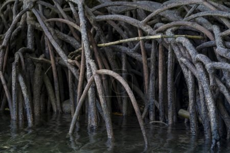 Photo for Mangrove trees, belonging to the Rhizophoraceae family, thrive in coastal ecosystems with their unique adaptations. These halophytes feature aerial roots that facilitate oxygen intake, essential for survival in waterlogged soils. - Royalty Free Image