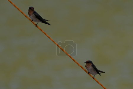 Photo for Hirundo tahitica Pacific Swallow - Royalty Free Image