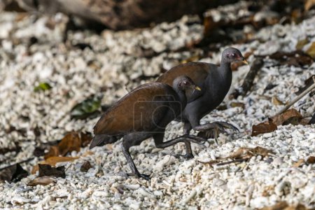 Photo for The Philippine Megapode (Megapodius cumingii) is a ground-dwelling bird species endemic to  Philippines. Identified by its robust build and distinctive plumage, this megapode exhibits unique nesting behavior, relying on geothermal heat to incubate - Royalty Free Image