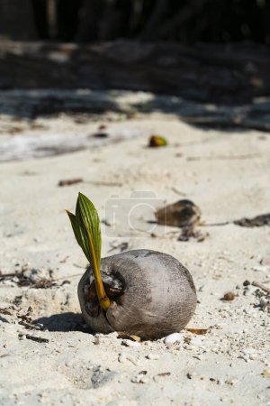 Photo for A lone coconut seed sprouts on a sun-kissed beach, its determined green shoot bursting forth from the sandy cradle. Whispers of island breezes and dreams of swaying palms fill the air. - Royalty Free Image