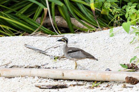 Photo for Master of disguise, the Beach Stone-Curlew blends seamlessly with pebbles, its long legs and mottled plumage a testament to coastal life. Watchful eyes survey the tide pools, while a powerful beak waits to snatch unsuspecting crabs. - Royalty Free Image