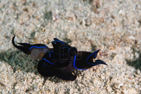 Blue Velvet Headshield Slug Chelidonura varians