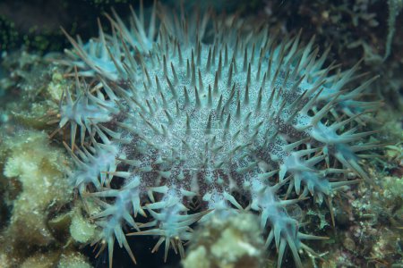 Long-spined Crown-of-Thorns Acanthaster planci