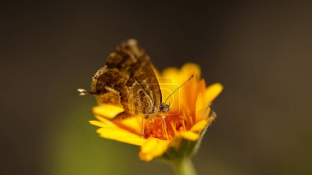 Téléchargez les photos : Petit papillon dans une fleur jaune - en image libre de droit